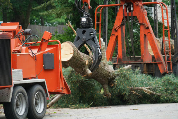 Best Lot and Land Clearing  in Woburn, MA