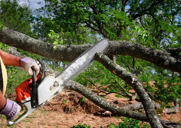 Best Seasonal Cleanup (Spring/Fall)  in Woburn, MA